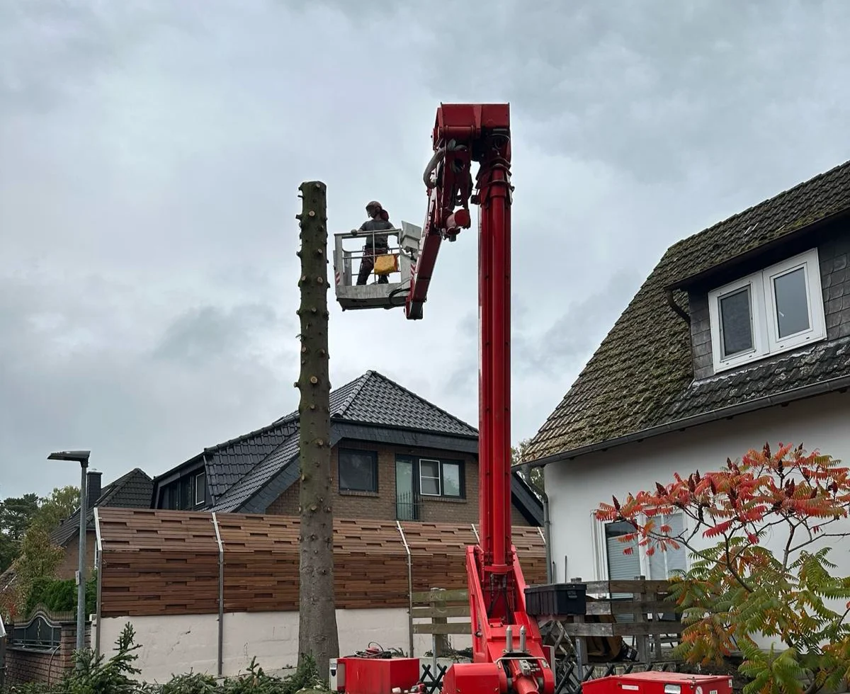 Baumfällung Kranfällung